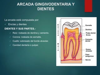ARCADA GINGIVODENTARIA Y
DIENTES
La arcada está compuesta por:
 Encías y dientes
DIENTES Y SUS PARTES.-
 Raíz: rodeada de dentina y cemento.
 Corona: rodeada de esmalte.
 Cuello: sobresale del borde alveolar.
 Cavidad dentaria o pulpar.
 
