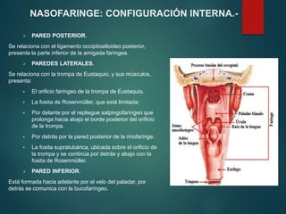  PARED POSTERIOR.
Se relaciona con el ligamento occipitoatloideo posterior,
presenta la parte inferior de la amigada faríngea.
 PAREDES LATERALES.
Se relaciona con la trompa de Eustaquio, y sus músculos,
presenta:
 El orificio faríngeo de la trompa de Eustaquio.
 La fosita de Rosenmüller, que está limitada:
 Por delante por el repliegue salpingofaríngeo que
prolonga hacia abajo el borde posterior del orificio
de la trompa.
 Por detrás por la pared posterior de la rinofaringe.
 La fosita supratubárica, ubicada sobre el orificio de
la trompa y se continúa por detrás y abajo con la
fosita de Rosenmüller.
 PARED INFERIOR.
Está formada hacia adelante por el velo del paladar, por
detrás se comunica con la bucofaríngeo.
NASOFARINGE: CONFIGURACIÓN INTERNA.-
 