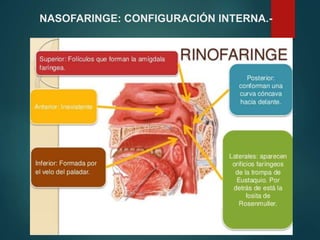 NASOFARINGE: CONFIGURACIÓN INTERNA.-
 
