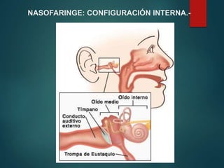 NASOFARINGE: CONFIGURACIÓN INTERNA.-
 
