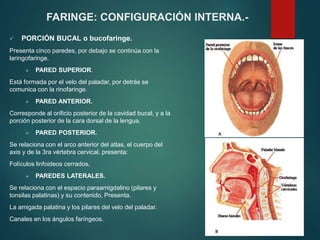  PORCIÓN BUCAL o bucofaringe.
Presenta cinco paredes, por debajo se continúa con la
laringofaringe.
 PARED SUPERIOR.
Está formada por el velo del paladar, por detrás se
comunica con la rinofaringe.
 PARED ANTERIOR.
Corresponde al orificio posterior de la cavidad bucal, y a la
porción posterior de la cara dorsal de la lengua.
 PARED POSTERIOR.
Se relaciona con el arco anterior del atlas, el cuerpo del
axis y de la 3ra vértebra cervical, presenta:
Folículos linfoideos cerrados.
 PAREDES LATERALES.
Se relaciona con el espacio paraamigdalino (pilares y
tonsilas palatinas) y su contenido, Presenta.
La amigada palatina y los pilares del velo del paladar.
Canales en los ángulos faríngeos.
FARINGE: CONFIGURACIÓN INTERNA.-
 
