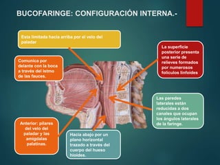 Comunica por
delante con la boca
a través del istmo
de las fauces.
Hacia abajo por un
plano horizontal
trazado a través del
cuerpo del hueso
hioides.
Las paredes
laterales están
reducidas a dos
canales que ocupan
los ángulos laterales
de la faringe.
La superficie
posterior presenta
una serie de
relieves formados
por numerosos
folículos linfoides
Esta limitada hacia arriba por el velo del
paladar
Anterior: pilares
del velo del
paladar y las
amígdalas
palatinas.
BUCOFARINGE: CONFIGURACIÓN INTERNA.-
 