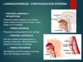  PORCIÓN LARINGEA o
laringofaringe.
Presenta cuatro paredes, se continúa
hacia arriba con la porción bucal y hacia
abajo con el esófago.
 PARED ANTERIOR.
Presenta la cara posterior de la laringe.
 PAREDES LATERALES.
Son los canales faringolaríngeos, o
recesos piriformes, ubicados entre al
pared de la faringe y la laringe.
 PARED POSTERIOR.
Se relaciona con los cuerpos de la 4ta,
5ta y 6ta vértebras cervicales.
LARINGOFARINGE: CONFIGURACIÓN INTERNA
 
