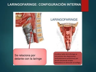 LARINGOFARINGE: CONFIGURACIÓN INTERNA
 