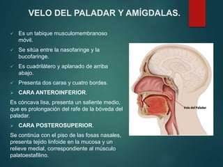 VELO DEL PALADAR Y AMÍGDALAS.
 Es un tabique musculomembranoso
móvil.
 Se sitúa entre la nasofaringe y la
bucofaringe.
 Es cuadrilátero y aplanado de arriba
abajo.
 Presenta dos caras y cuatro bordes.
 CARA ANTEROINFERIOR.
Es cóncava lisa, presenta un saliente medio,
que es prolongación del rafe de la bóveda del
paladar.
 CARA POSTEROSUPERIOR.
Se continúa con el piso de las fosas nasales,
presenta tejido linfoide en la mucosa y un
relieve medial, correspondiente al músculo
palatoestafilino.
 