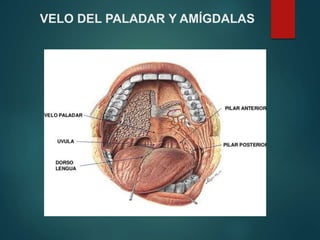 VELO DEL PALADAR Y AMÍGDALAS
 