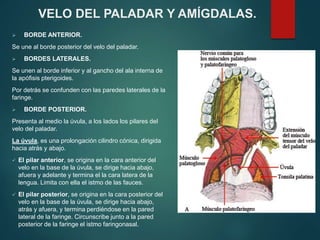 BORDE ANTERIOR.
Se une al borde posterior del velo del paladar.
 BORDES LATERALES.
Se unen al borde inferior y al gancho del ala interna de
la apófisis pterigoides.
Por detrás se confunden con las paredes laterales de la
faringe.
 BORDE POSTERIOR.
Presenta al medio la úvula, a los lados los pilares del
velo del paladar.
La úvula, es una prolongación cilindro cónica, dirigida
hacia atrás y abajo.
 El pilar anterior, se origina en la cara anterior del
velo en la base de la úvula, se dirige hacia abajo,
afuera y adelante y termina el la cara latera de la
lengua. Limita con ella el istmo de las fauces.
 El pilar posterior, se origina en la cara posterior del
velo en la base de la úvula, se dirige hacia abajo,
atrás y afuera, y termina perdiéndose en la pared
lateral de la faringe. Circunscribe junto a la pared
posterior de la faringe el istmo faringonasal.
VELO DEL PALADAR Y AMÍGDALAS.
 
