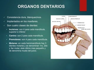 ORGANOS DENTARIOS
 Consistencia dura, blanquecinos.
 Implantados en los maxilares.
 Son cuatro clases de dientes:
 Incisivos: son 4 para cada mandíbula,
superior e inferior
 Canino: son 2 para cada mandíbula.
 Premolares: son 4 para cada mandíbula.
 Molares: en cada hemimandíbula hay 3
dientes molares y se denominan 1ro, 2do
y 3er molar, éste último mas pequeño y
de denomina muela del juicio.
 
