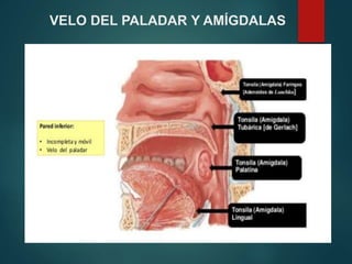 VELO DEL PALADAR Y AMÍGDALAS
 