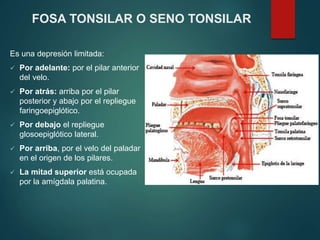 FOSA TONSILAR O SENO TONSILAR
Es una depresión limitada:
 Por adelante: por el pilar anterior
del velo.
 Por atrás: arriba por el pilar
posterior y abajo por el repliegue
faringoepiglótico.
 Por debajo el repliegue
glosoepiglótico lateral.
 Por arriba, por el velo del paladar
en el origen de los pilares.
 La mitad superior está ocupada
por la amígdala palatina.
 