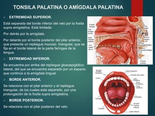  EXTREMIDAD SUPERIOR.
Está separada del borde inferior del velo por la fosita
supra amigdalina. Está limitada:
Por detrás por la amígdala.
Por delante por el borde posterior del pilar anterior,
que presenta un repliegue mucoso triangular, que se
fija en el borde lateral de la parte faríngea de la
lengua.
 EXTREMIDAD INFERIOR.
Se encuentra por arriba del repliegue glosoepiglótico
lateral, del que se encuentra separado por un espacio
que continúa a la amígdala lingual.
 BORDE ANTERIOR.
Se relaciona con el pilar anterior y el repliegue
triangular, de los cuales esta separado, por una
prolongación de la fosita supra amigdalina.
 BORDE POSTERIOR.
Se relaciona con el pilar posterior del velo.
TONSILA PALATINA O AMÍGDALA PALATINA
 
