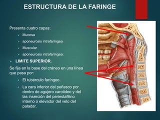 ESTRUCTURA DE LA FARINGE
Presenta cuatro capas:
 Mucosa
 aponeurosis intrafaríngea
 Muscular
 aponeurosis intrafaríngea.
 LIMITE SUPERIOR.
Se fija en la base del cráneo en una línea
que pasa por:
 El tubérculo faríngeo.
 La cara inferior del peñasco por
dentro de agujero carotideo y del
las inserción del periestafilino
interno o elevador del velo del
paladar.
 