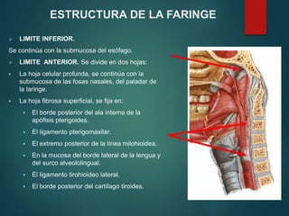  LIMITE INFERIOR.
Se continúa con la submucosa del esófago.
 LIMITE ANTERIOR. Se divide en dos hojas:
 La hoja celular profunda, se continúa con la
submucosa de las fosas nasales, del paladar de
la laringe.
 La hoja fibrosa superficial, se fija en:
 El borde posterior del ala interna de la
apófisis pterigoides.
 El ligamento pterigomaxilar.
 El extremo posterior de la línea milohioidea.
 En la mucosa del borde lateral de la lengua y
del surco alveololingual.
 El ligamento tirohioideo lateral.
 El borde posterior del cartílago tiroides.
ESTRUCTURA DE LA FARINGE
 