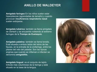 ANILLO DE WALDEYER
Amígdala faríngea En los niños suelen estar
hiperplásicas (agrandadas de tamaño) y cuando
provocan insuficiencia respiratoria nasal
suelen extirparse.
Amígdala tubárica: también se llama amígdala
de Gerlach y se encuentra rodeando al extremo
faríngeo de la Trompa de Eustaquio.
Amígdala palatina: también se llama tonsila.
Está situada a ambos lados del istmo de las
fauces, en la entrada de la orofaringe, entre los
pilares del velo del paladar. Son las típicas
anginas que cuando se inflaman e infectan se
denomina amigdalitis.
Amígdala lingual: es el conjunto de tejido
linfoide más voluminoso de la faringe y está
situado en la base de la lengua.
 