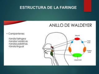 ESTRUCTURA DE LA FARINGE
 