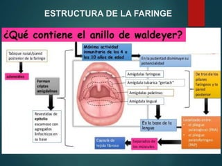 ESTRUCTURA DE LA FARINGE
 