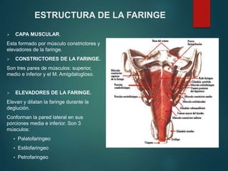  CAPA MUSCULAR.
Esta formado por músculo constrictores y
elevadores de la faringe.
 CONSTRICTORES DE LA FARINGE.
Son tres pares de músculos: superior,
medio e inferior y el M. Amigdalogloso.
 ELEVADORES DE LA FARINGE.
Elevan y dilatan la faringe durante la
deglución.
Conforman la pared lateral en sus
porciones media e inferior. Son 3
músculos:
 Palatofaringeo
 Estilofaringeo
 Petrofaringeo
ESTRUCTURA DE LA FARINGE
 