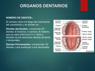 NÚMERO DE DIENTES.-
El número varía a lo largo del crecimiento
del crecimiento y se dividen en:
Dientes deciduales: comprende 20
dientes; 8 incisivos, 4 caninos, 8 molares,
que se caen entre los 6 a 11 años y
también se los denomina dientes de leche
o temporales.
Dientes Permanentes: comprenden 32
dientes y que sustituyen a los deciduales.
ORGANOS DENTARIOS
 
