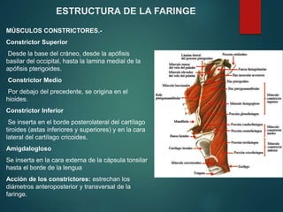 MÚSCULOS CONSTRICTORES.-
Constrictor Superior
Desde la base del cráneo, desde la apófisis
basilar del occipital, hasta la lamina medial de la
apófisis pterigoides.
Constrictor Medio
Por debajo del precedente, se origina en el
hioides.
Constrictor Inferior
Se inserta en el borde posterolateral del cartílago
tiroides (astas inferiores y superiores) y en la cara
lateral del cartílago cricoides.
Amigdalogloso
Se inserta en la cara externa de la cápsula tonsilar
hasta el borde de la lengua
Acción de los constrictores: estrechan los
diámetros anteroposterior y transversal de la
faringe.
ESTRUCTURA DE LA FARINGE
 