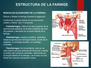 MÚSCULOS ELEVADORES DE LA FARÍNGE.-
Elevan y dilatan la faringe durante la deglución.
Conforman la pared lateral en sus porciones
media e inferior. Son 3 músculos:
Palatofaríngeo: nace en la cara superior de la
aponeurosis palatina, es el pilar posterior del velo
del paladar y terminan en la pared lateral de la
faringe.
Estilofaringeo: desde la apófisis estiloides,
hasta la aponeurosis faríngea lateral, borde de la
epiglotis, el cartílago tiroides y el cartílago
cricoides.
Petrofaringeo: Es inconstante, nace en la
cara inferior porción petrosa del temporal y lateral
al orificio del conducto carotideo, desciende por
el ángulo lateral de la faringe y se hunde con las
fibras del músculo constrictor medio.
ESTRUCTURA DE LA FARINGE
 