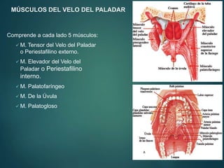 MÚSCULOS DEL VELO DEL PALADAR
Comprende a cada lado 5 músculos:
 M. Tensor del Velo del Paladar
o Periestafilino externo.
 M. Elevador del Velo del
Paladar o Periestafilino
interno.
 M. Palatofaríngeo
 M. De la Úvula
 M. Palatogloso
 