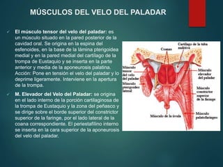  El músculo tensor del velo del paladar: es
un músculo situado en la pared posterior de la
cavidad oral. Se origina en la espina del
esfenoides, en la base de la lámina pterigoidea
medial y en la pared medial del cartílago de la
trompa de Eustaquio y se inserta en la parte
anterior y media de la aponeurosis palatina.
Acción: Pone en tensión el velo del paladar y lo
deprime ligeramente. Interviene en la apertura
de la trompa.
 M. Elevador del Velo del Paladar: se origina
en el lado interno de la porción cartilaginosa de
la trompa de Eustaquio y la zona del peñasco y
se dirige sobre el borde superior del constrictor
superior de la faringe, por el lado lateral de la
coana correspondiente. El periestafílino interno
se inserta en la cara superior de la aponeurosis
del velo del paladar.
MÚSCULOS DEL VELO DEL PALADAR
 