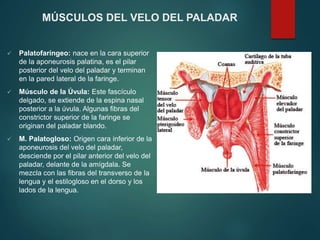  Palatofaríngeo: nace en la cara superior
de la aponeurosis palatina, es el pilar
posterior del velo del paladar y terminan
en la pared lateral de la faringe.
 Músculo de la Úvula: Este fascículo
delgado, se extiende de la espina nasal
posterior a la úvula. Algunas fibras del
constrictor superior de la faringe se
originan del paladar blando.
 M. Palatogloso: Origen cara inferior de la
aponeurosis del velo del paladar,
desciende por el pilar anterior del velo del
paladar, delante de la amígdala. Se
mezcla con las fibras del transverso de la
lengua y el estilogloso en el dorso y los
lados de la lengua.
MÚSCULOS DEL VELO DEL PALADAR
 