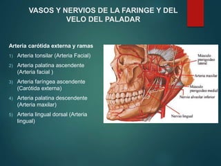 VASOS Y NERVIOS DE LA FARINGE Y DEL
VELO DEL PALADAR
Arteria carótida externa y ramas
1) Arteria tonsilar (Arteria Facial)
2) Arteria palatina ascendente
(Arteria facial )
3) Arteria faríngea ascendente
(Carótida externa)
4) Arteria palatina descendente
(Arteria maxilar)
5) Arteria lingual dorsal (Arteria
lingual)
 