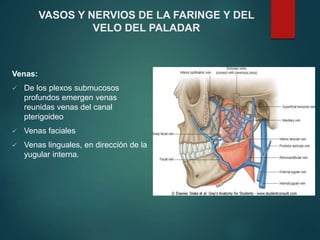 Venas:
 De los plexos submucosos
profundos emergen venas
reunidas venas del canal
pterigoideo
 Venas faciales
 Venas linguales, en dirección de la
yugular interna.
VASOS Y NERVIOS DE LA FARINGE Y DEL
VELO DEL PALADAR
 