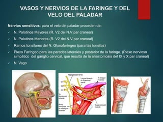 Nervios sensitivos: para el velo del paladar proceden de;
 N. Palatinos Mayores (R. V2 del N.V par craneal)
 N. Palatinos Menores (R. V2 del N.V par craneal)
 Ramos tonsilares del N. Glosofaríngeo (para las tonsilas)
 Plexo Faríngeo para las paredes laterales y posterior de la faringe. (Plexo nervioso
simpático del ganglio cervical, que resulta de la anastomosis del IX y X par craneal)
 N. Vago
VASOS Y NERVIOS DE LA FARINGE Y DEL
VELO DEL PALADAR
 