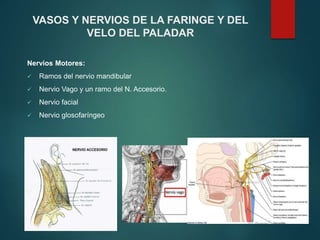 Nervios Motores:
 Ramos del nervio mandibular
 Nervio Vago y un ramo del N. Accesorio.
 Nervio facial
 Nervio glosofaríngeo
VASOS Y NERVIOS DE LA FARINGE Y DEL
VELO DEL PALADAR
 