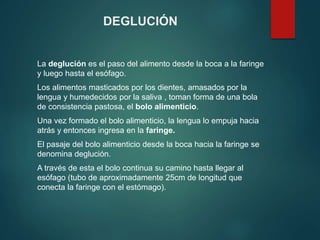 DEGLUCIÓN
La deglución es el paso del alimento desde la boca a la faringe
y luego hasta el esófago.
Los alimentos masticados por los dientes, amasados por la
lengua y humedecidos por la saliva , toman forma de una bola
de consistencia pastosa, el bolo alimenticio.
Una vez formado el bolo alimenticio, la lengua lo empuja hacia
atrás y entonces ingresa en la faringe.
El pasaje del bolo alimenticio desde la boca hacia la faringe se
denomina deglución.
A través de esta el bolo continua su camino hasta llegar al
esófago (tubo de aproximadamente 25cm de longitud que
conecta la faringe con el estómago).
 