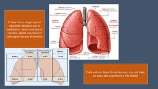 El derecho es mayor que el
izquierdo, debido a que el
mediastino medio contiene el
corazón, abulta más hacia el
lado izquierdo que el derecho
Cada pulmón tiene forma de cono, con una base,
un ápex, dos superficies y tres bordes
 