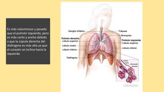 Es más voluminoso y pesado
que el pulmón izquierdo, pero
es más corto y ancho debido
a que la cúpula derecha del
diafragma es más alta ya que
el corazón se inclina hacia la
izquierda
 