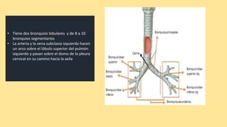 • Tiene dos bronquios lobulares y de 8 a 10
bronquios segmentarios
• La arteria y la vena subclavia izquierda hacen
un arco sobre el lóbulo superior del pulmón
izquierdo y pasan sobre el domo de la pleura
cervical en su camino hacia la axila
 