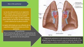 Raíz e hilio pulmonar
La raíz de cada pulmón es un segmento
corto, tubular, que contiene estructuras
que juntas permiten que el pulmón
permanezca en su lugar, es decir, trabajan
como medios de fijación de estos órganos,
y esta cubierta por la pleura visceral
La región delimitada por esa reflexión de la
superficie medial del pulmón es el hilio
pulmonar
Hilio pulmonar
Área en forma de cuña en la cara mediastínica de
cada pulmón en donde entran o salen estructuras
que forman la raíz del pulmón
El ligamento pulmonar es una estructura formada por una
delgada hoja de pleura visceral y que se extiende desde el hilio
al mediastino, y actúa como estabilizador del lóbulo inferior
 