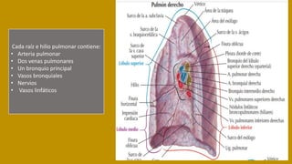 Cada raíz e hilio pulmonar contiene:
• Arteria pulmonar
• Dos venas pulmonares
• Un bronquio principal
• Vasos bronquiales
• Nervios
• Vasos linfáticos
 