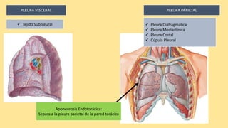 PLEURA VISCERAL
 Tejido Subpleural
PLEURA PARIETAL
 Pleura Diafragmática
 Pleura Mediastínica
 Pleura Costal
 Cúpula Pleural
Aponeurosis Endotorácica:
Separa a la pleura parietal de la pared torácica
 