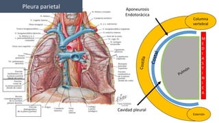 Columna
vertebral
Esternón
M
E
D
I
A
S
T
I
N
I
C
A
Pleura parietal Aponeurosis
Endotorácica
Cavidad pleural
 