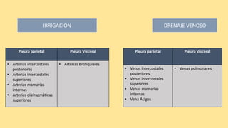 Pleura parietal Pleura Visceral
• Arterias intercostales
posteriores
• Arterias intercostales
superiores
• Arterias mamarias
internas
• Arterias diafragmáticas
superiores
• Arterias Bronquiales
IRRIGACIÓN DRENAJE VENOSO
Pleura parietal Pleura Visceral
• Venas intercostales
posteriores
• Venas intercostales
superiores
• Venas mamarias
internas
• Vena Ácigos
• Venas pulmonares
 
