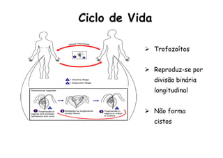 Relação
sexual
Ciclo de Vida
Ø  Trofozoítos
Ø  Reproduz-se por
divisão binária
longitudinal
Ø  Não forma
cistos
 