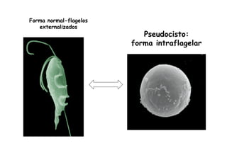 Pseudocisto:
forma intraflagelar
Forma normal-flagelos
externalizados
 