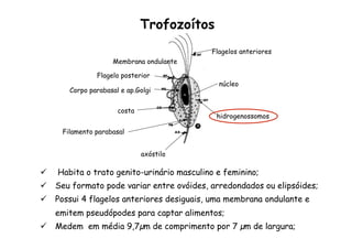 Trofozoítos
Flagelos anteriores
axóstilo
Membrana ondulante
hidrogenossomos
núcleo
Corpo parabasal e ap.Golgi
costa
Filamento parabasal
Flagelo posterior
ü  Habita o trato genito-urinário masculino e feminino;
ü  Seu formato pode variar entre ovóides, arredondados ou elipsóides;
ü  Possui 4 flagelos anteriores desiguais, uma membrana ondulante e
emitem pseudópodes para captar alimentos;
ü  Medem em média 9,7µm de comprimento por 7 µm de largura;
 