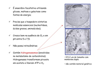 ü  É anaeróbio facultativo utilizando
glicose, maltose e galactose como
fontes de energia;
ü  Precisa que o hospedeiro sintetize
moléculas essenciais (nucleotídeos,
ácidos graxos, aminoácidos);
ü  Cresce bem na ausência de O2 e em
pH entre 5 e 7,5;
ü  Não possui mitocôndrias;
ü  Contém hidrogenossomos (envolvidos
no metabolismo de carboidratos).
Hidrogenases transformam piruvato
em acetato e liberam ATP e H2.
•  0.5-2 µm de tamanho com
membrana dupla
•  não contém material genético
 