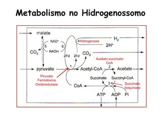 Metabolismo no Hidrogenossomo
Piruvato
Ferrodoxina
Oxidoredutase
Hidrogenase
Acetato:succinato
CoA
Succinato
tioquinase
 
