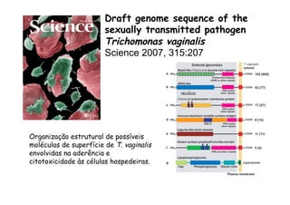 Draft genome sequence of the
sexually transmitted pathogen
Trichomonas vaginalis
Science 2007, 315:207
Organização estrutural de possíveis
moléculas de superfície de T. vaginalis
envolvidas na aderência e
citotoxicidade às células hospedeiras.
 