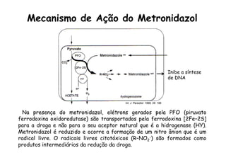 Na presença do metronidazol, elétrons gerados pela PFO (piruvato
ferrodoxina oxidoredutase) são transportados pela ferrodoxina [2Fe–2S]
para a droga e não para o seu aceptor natural que é a hidrogenase (HY).
Metronidazol é reduzido e ocorre a formação de um nitro ânion que é um
radical livre. O radicais livres citotóxicos (R–NO2
-) são formados como
produtos intermediários da redução da droga.
Int. J. Parasitol. 1999, 29: 199
Mecanismo de Ação do Metronidazol
Inibe a síntese
de DNA
 