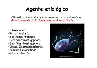 Agente etiológico
ü  Taxonomia
• Reino : Protista
• Sub-reino: Protozoa
• Filo: Sarcomastigophora
• Sub-filos: Mastigophora
• Classe: Zoomastigophorea
• Família: Hexamitidae
• Gênero: Giardia
ü Giardíase é uma doença causada por pelo protozoário
Giardia lamblia ou G. duodenalis ou G. intestinalis.
 