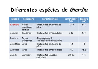 Espécie Hospedeiro Características Comprimento
(uM)
Largura
(uM)
G. lamblia Vários
mamíferos-
Homem
Trofozoítos em forma de
pêra
12-15 6-8
G. muris Roedores Trofozoítos arredondados 3-12 5-7
G. microti Ratos
Silvestres
Cistos contém 2
trofozoítos diferenciados
G. psittaci Aves Trofozoítos em forma de
pêra
~14 ~6
G. ardeae Aves Trofozoítos arredondados ~10 ~6,5
G. agilis Anfíbios Trofozoítos longos e
estreitos
20-29 4-5
Diferentes espécies de Giardia
 