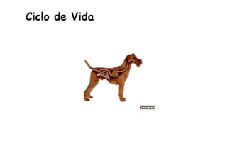 Ciclo de Vida
 